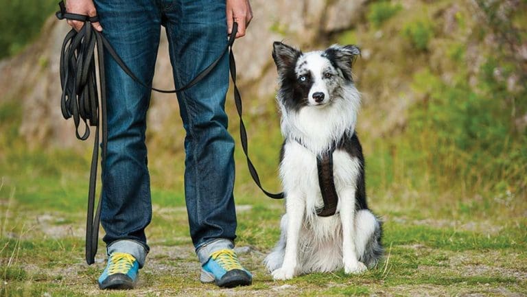 Shy Dog?