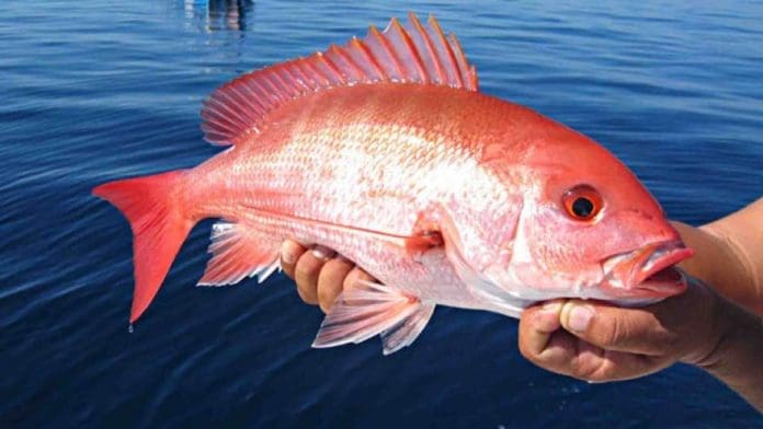 red_snapper red_snapper