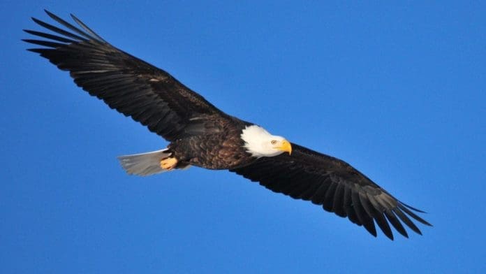 bald-eagle
