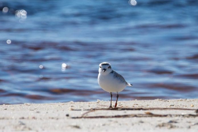 choctawhatchee audobon bird