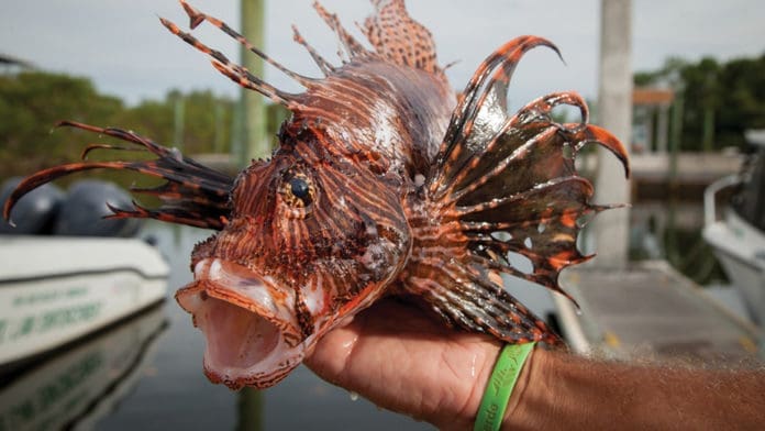 Lionfish Lionfish