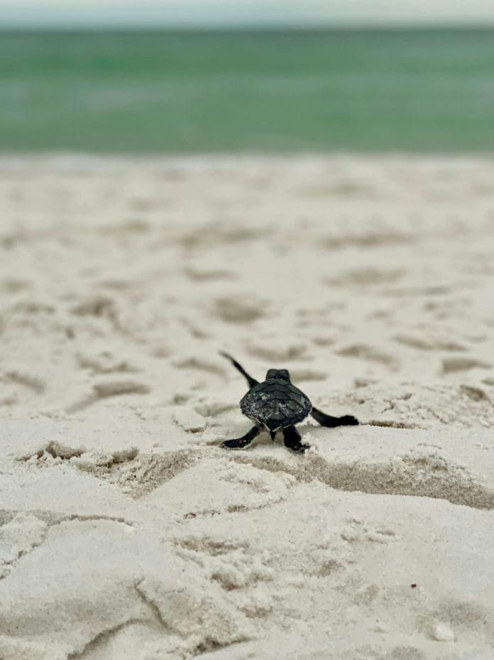 sea turtle crawl2 sea turtle crawl