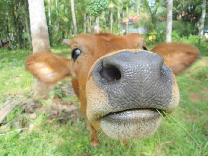 Holy_cow