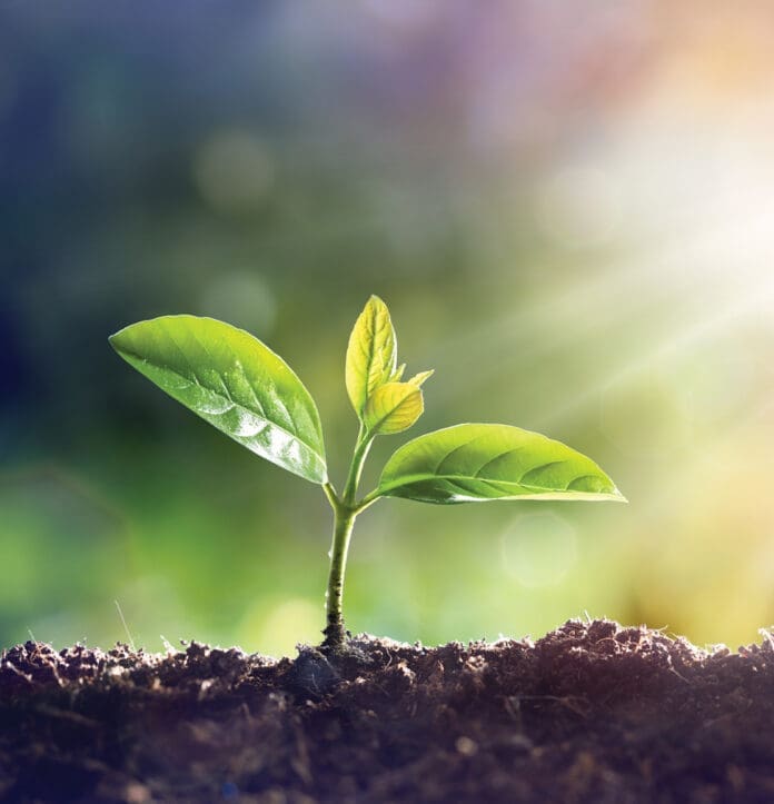 Young Plant Growing In Sunlight