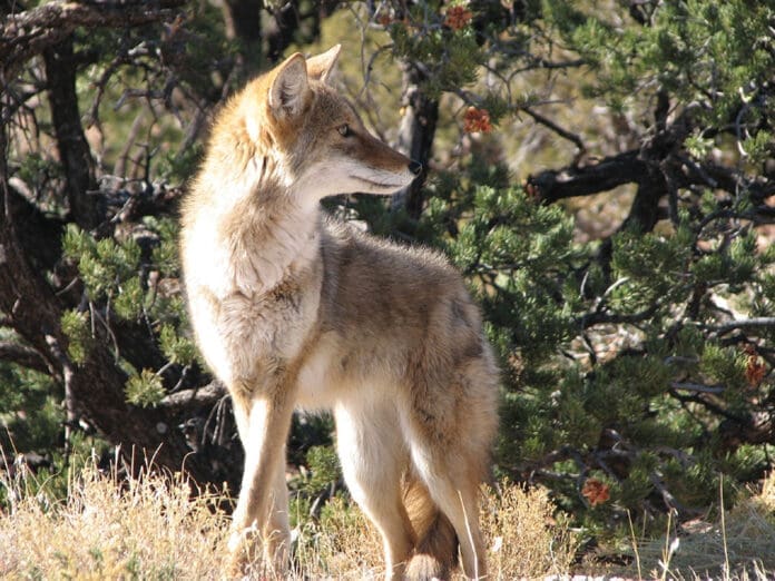 Coyote wildlife nature park wild image in Nature and Landscapes category at pixy.org