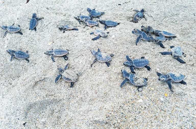 Turtle Nesting Season Underway