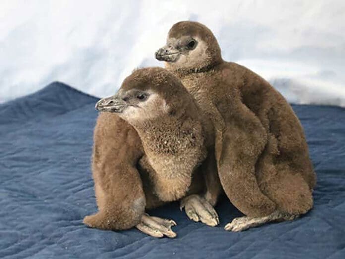 Penguin chicks 3