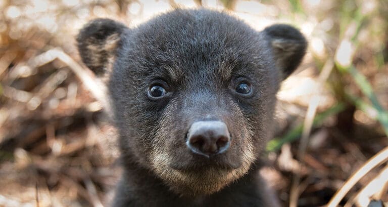 Seeing Bears In Unexpected Areas?