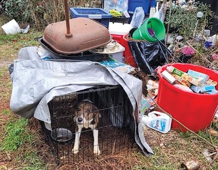 Dogs Rescued from Cold Crates