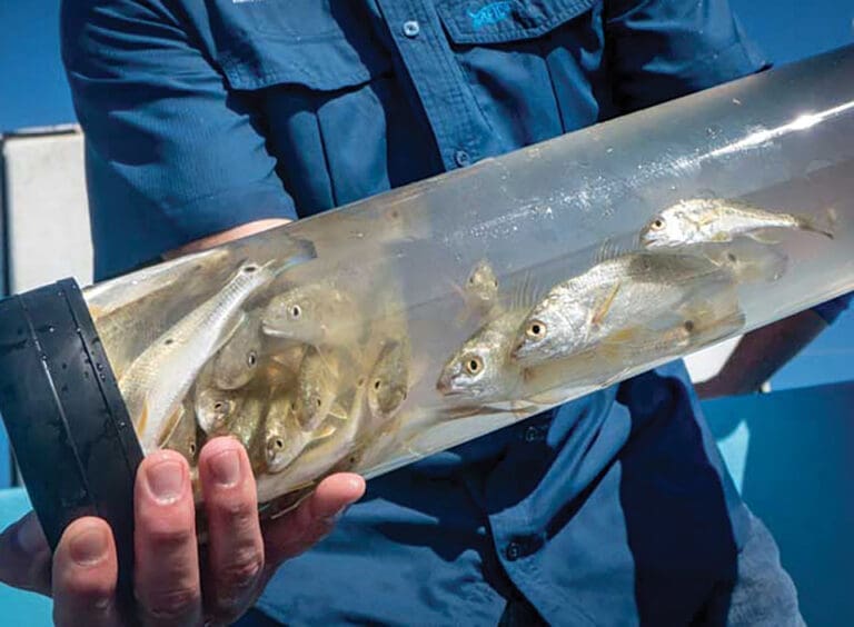 CCA Florida to Restock Redfish in Okaloosa County