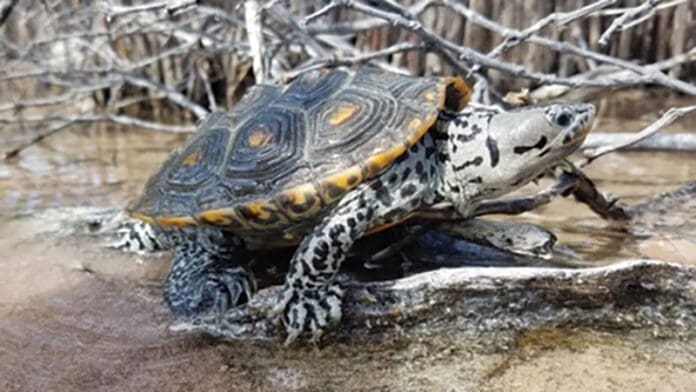 Turtle
