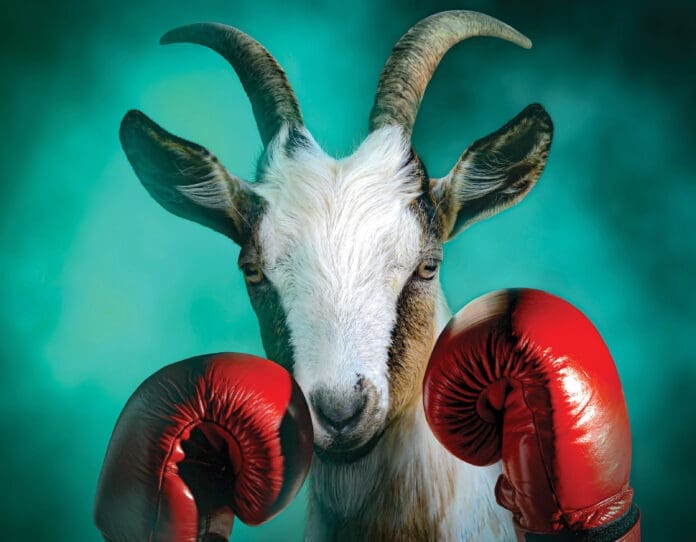 Goat with boxing gloves in a dramatic smoke background