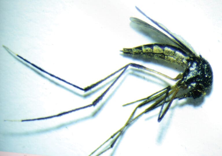 Mosquito Spraying Under Way