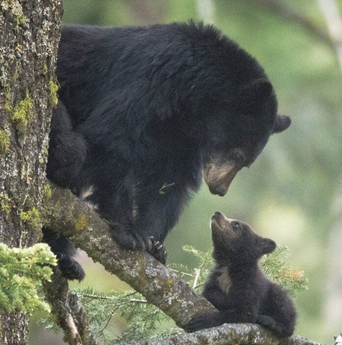 A mother black bear with her cub
