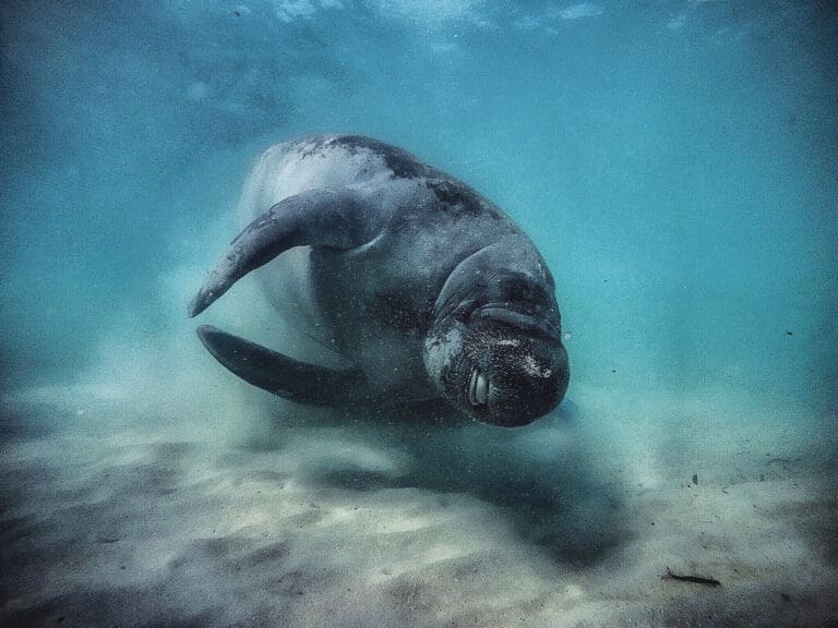 It’s Manatee Awareness Month