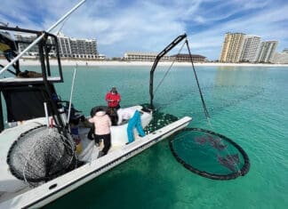 Coastal Resource Team Joins Unique Devil Ray Research