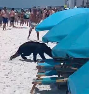 Bear in Gulf 