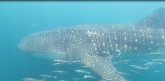 Whale Sharks in Gulf - Oliver