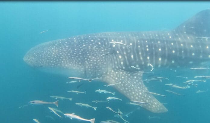 Whale Sharks in Gulf - Oliver Whale Sharks in Gulf - Oliver