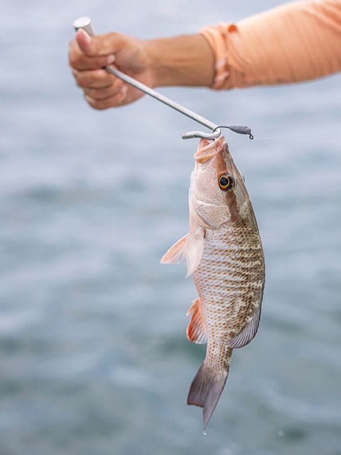 Release-Fish-Right