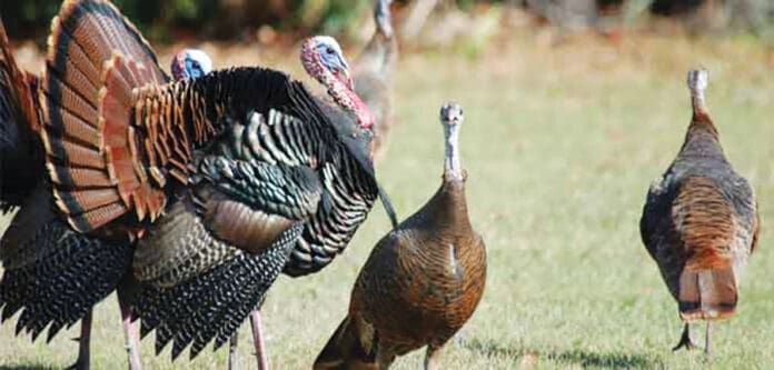 wild turkeys