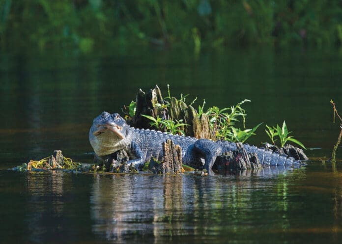 Alligator
