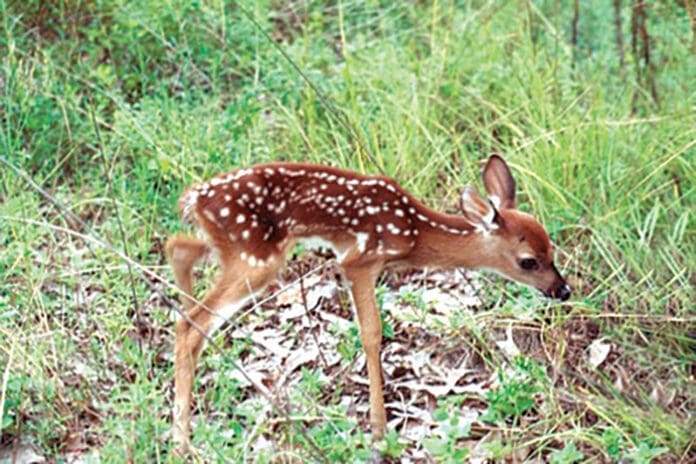 Deer fawn Deer fawn