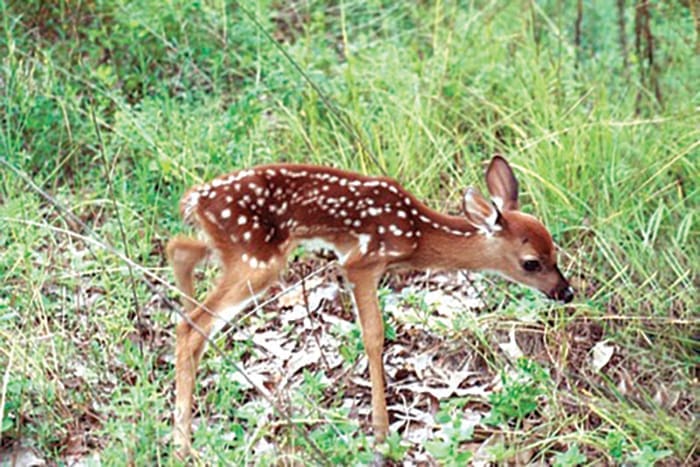 Wildlife Is More Active in Spring