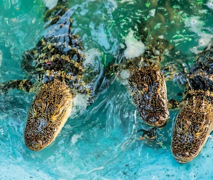 Fudpuckers gators Fudpuckers gators