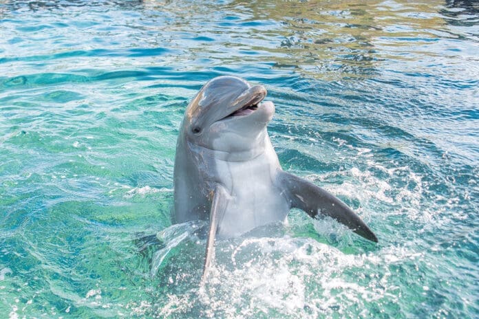 Gulfarium dolphin