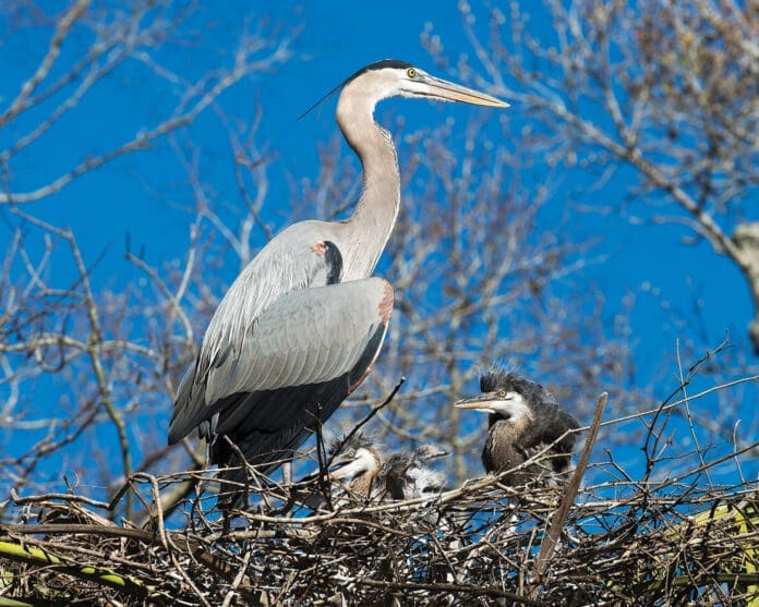 Blue Heron Photo and Image.. Baby bird and adult bird on the nest. Blue sky background. Image. Picture. Portrait Blue Heron adult and babies close-up profile view on the nest, displaying their blue plumage feathers, wings, beak, eye, long legs with a blue sky background. Heron Picture.