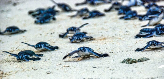 Turtle Hatchlings taking their first steps down the beach and into the ocean