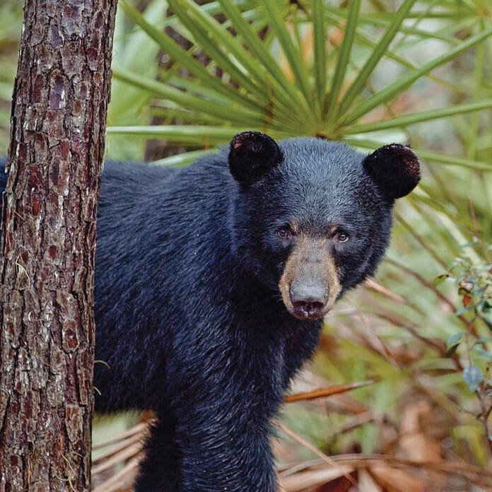 The Paper Bear