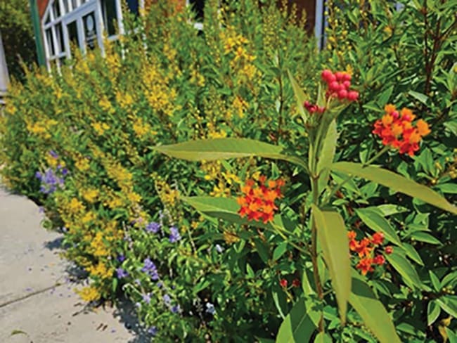 Walton County Master Gardeners Receive Coveted Legacy Award