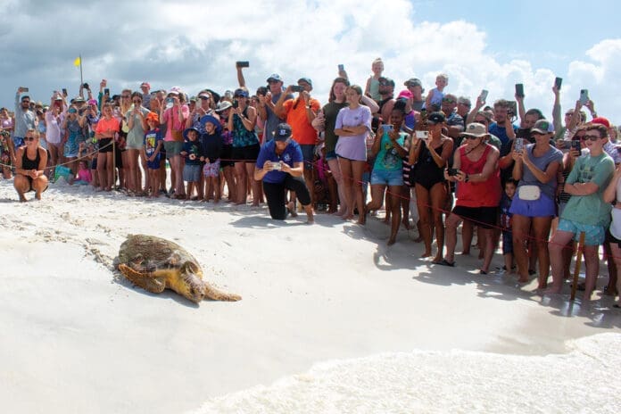 Gulfarium C.A.R.E. Center Celebrates Historic Release of Kemp’s Male Ridley Sea Turtle!