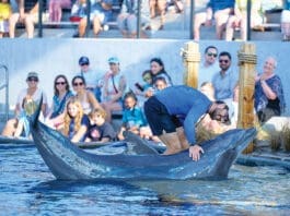 Gulfarium’s 2nd Annual CARE on the Coast Sea Turtle Fundraiser