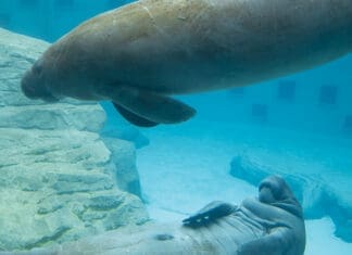 Manatee Rescue