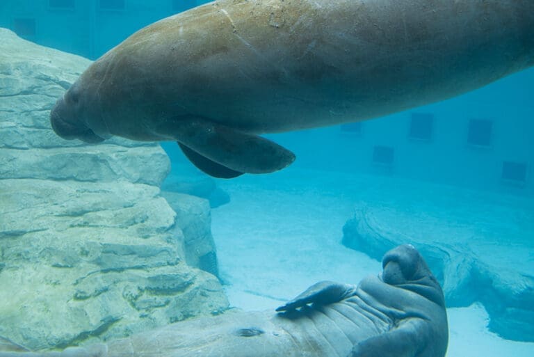 Manatee Rescue
