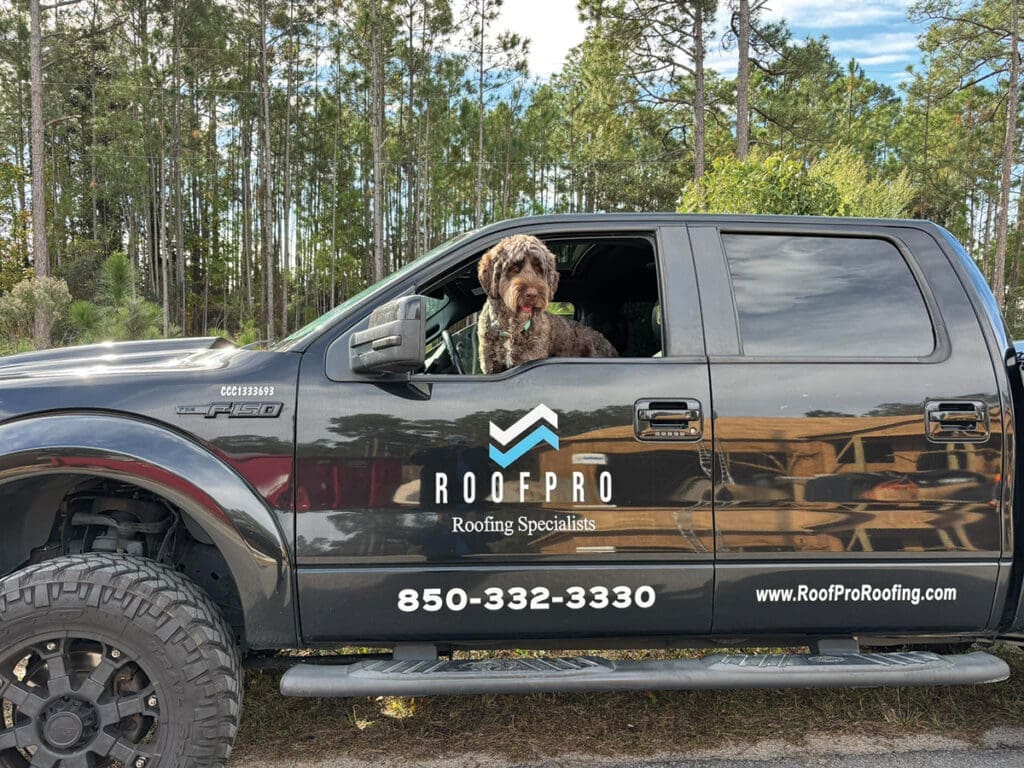 Roofpro dog
