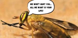 Yellow Flies