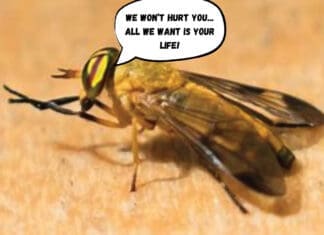 Yellow Flies