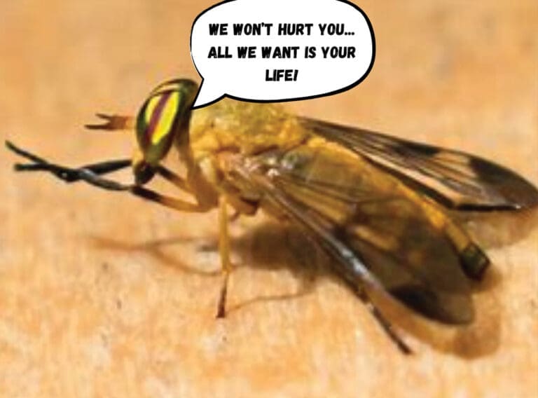 Yellow Flies