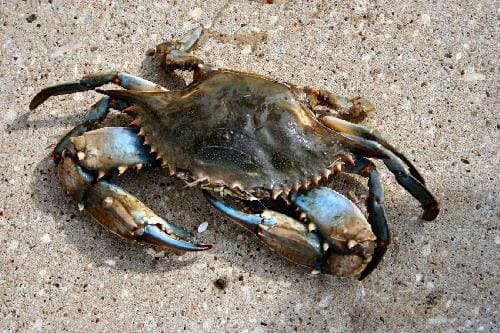 Animals on the Beach in South Walton - crab