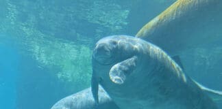 Gulfarium Manatee Romeo