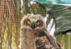 Panhandle Wildlife Rescue Owl