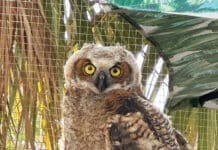 Panhandle Wildlife Rescue Owl
