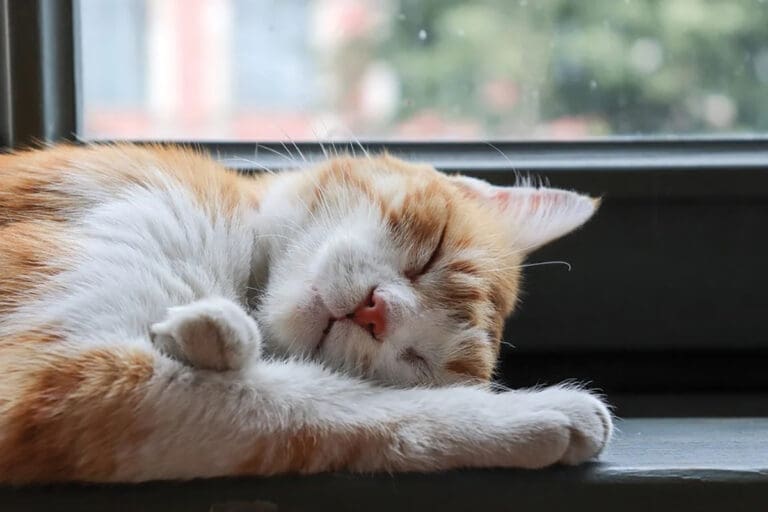 cat sleeping