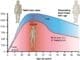 615 Age and Bone Mass Anatomy & Physiology, Connexions Web site. http cnx.org content col11496 1.6 , Jun 19, 2013., CC BY 3.0 https creativecommons.org licenses by 3.0 , via Wikimedia Commons