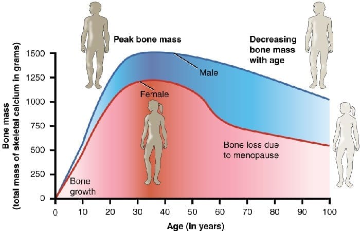 615 Age and Bone Mass Anatomy & Physiology, Connexions Web site. http cnx.org content col11496 1.6 , Jun 19, 2013., CC BY 3.0 https creativecommons.org licenses by 3.0 , via Wikimedia Commons