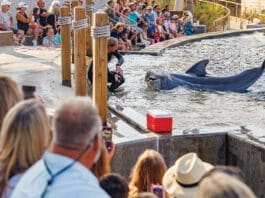 Gulfarium Dolphin Show 2025 Aug